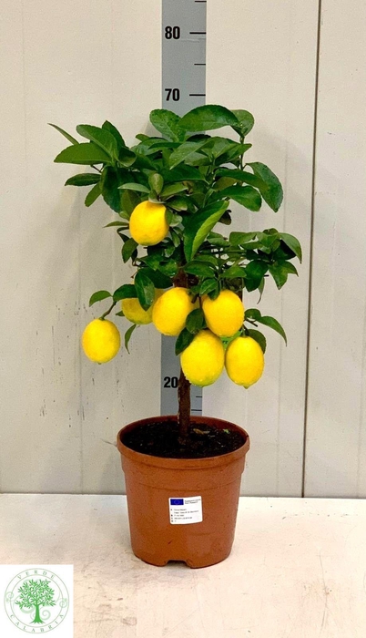 <h4>CITR MEYERI MEYER</h4>