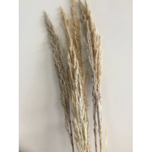 DRIED FLOWERS - ERYANTHUS NATURAL 1,5-1,7M 5PCS