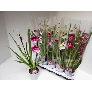 MILTONIOPSIS OV
