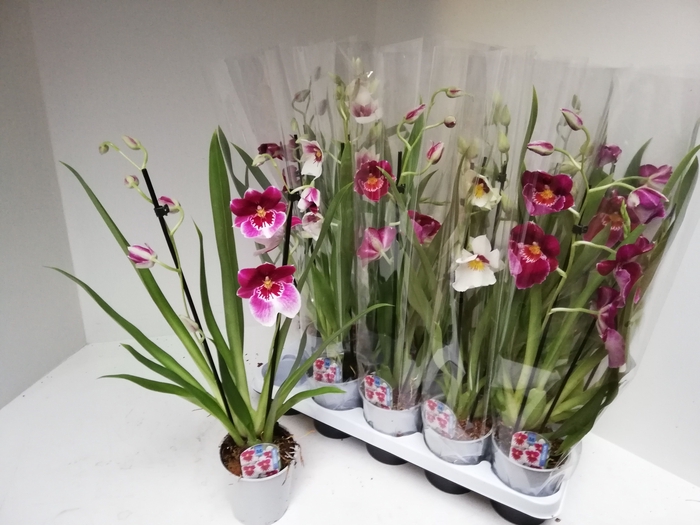<h4>MILTONIOPSIS OV</h4>