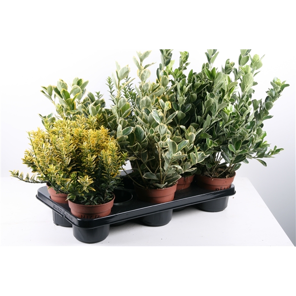 <h4>306 EB: Euonymus p13 mix soorten per tray</h4>