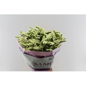 Lim S Yello Sun Bird