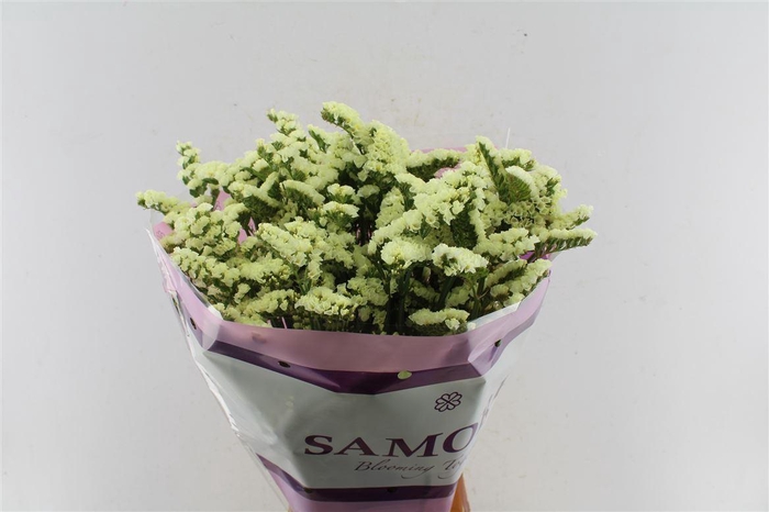 <h4>Lim S Yello Sun Bird</h4>