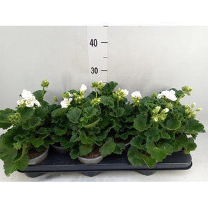 Pelargonium zona. 'Cast Isab White'