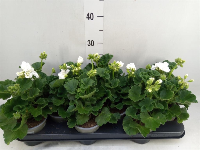 <h4>Pelargonium zona. 'Cast Isab White'</h4>