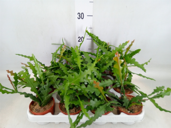 <h4>Epiphyllum anguliger</h4>