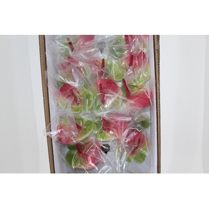 ANTHURIUM ZAFIRA 9/11 035 CM DIAM MIN 9 CM BRANCO/VERDE