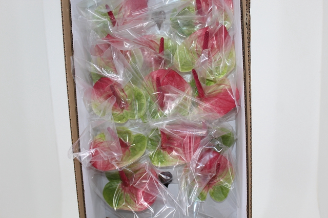 <h4>ANTHURIUM ZAFIRA 9/11 035 CM DIAM MIN 9 CM BRANCO/VERDE</h4>