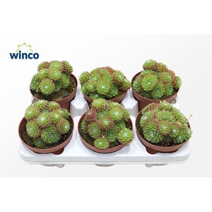 Sempervivum Arachnoidum