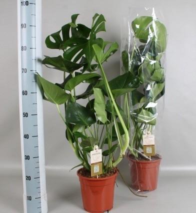<h4>MONSTERA DELICIOSA</h4>