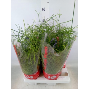 Rhipsalis baccifera 'Oasis'