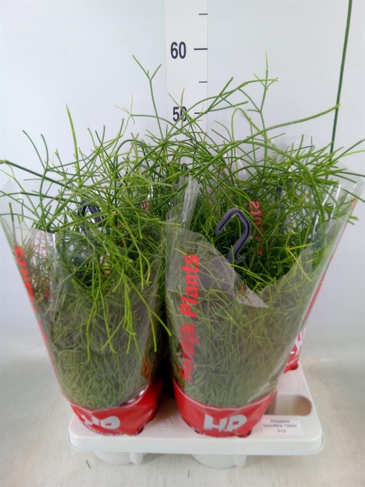 <h4>Rhipsalis baccifera 'Oasis'</h4>