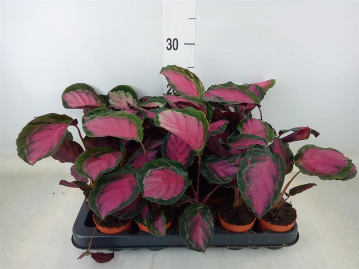 <h4>Calathea ...</h4>