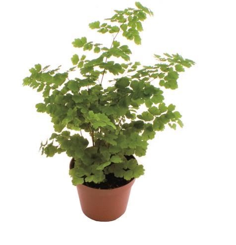 <h4>Adiantum raddi. 'Fritz-Luthi'</h4>