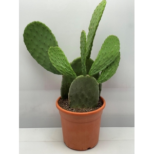 OPUNTIA