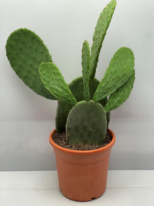 <h4>OPUNTIA</h4>