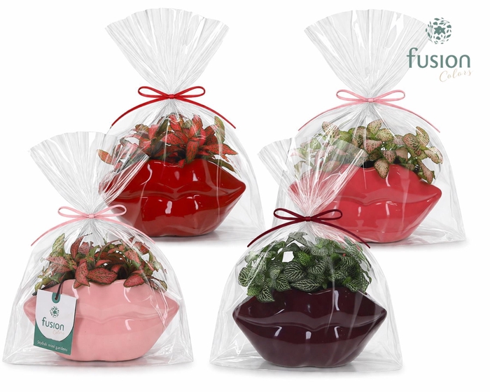 <h4>Keramiek Lippen planter met Fittonia</h4>