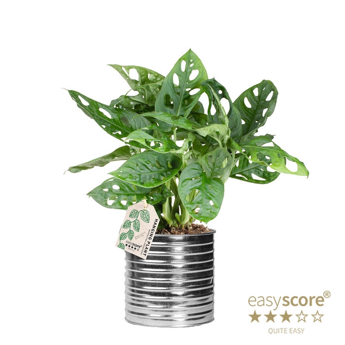MONSTERA FRIEDR P12  ZINC