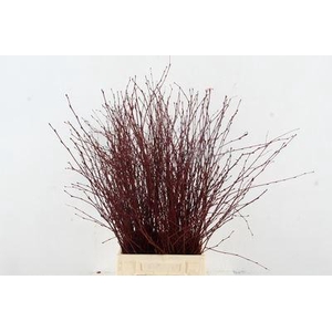 Cornus alba 'Sibirica'