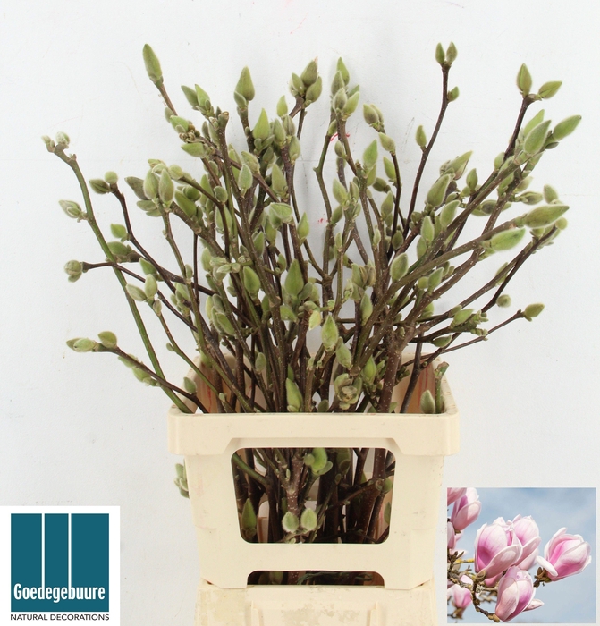 <h4>MAGNOLIA OV</h4>