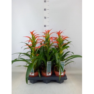 Guzmania wittmackii   ...red