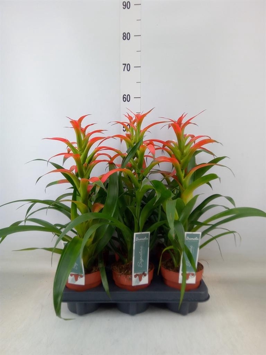 <h4>Guzmania wittmackii   ...red</h4>