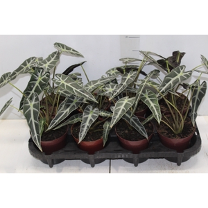 ALOCASIA PICOLLINI P12