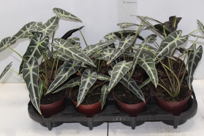 <h4>ALOCASIA PICOLLINI P12</h4>
