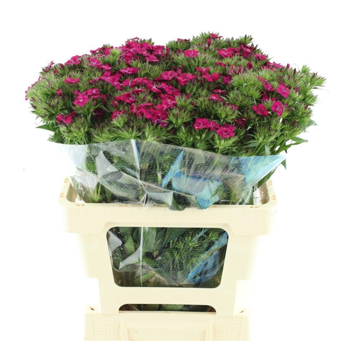 <h4>DI BARB AM NEON CHER</h4>