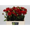 Dahlia Red Cap
