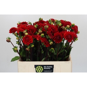 Dahlia Red Cap