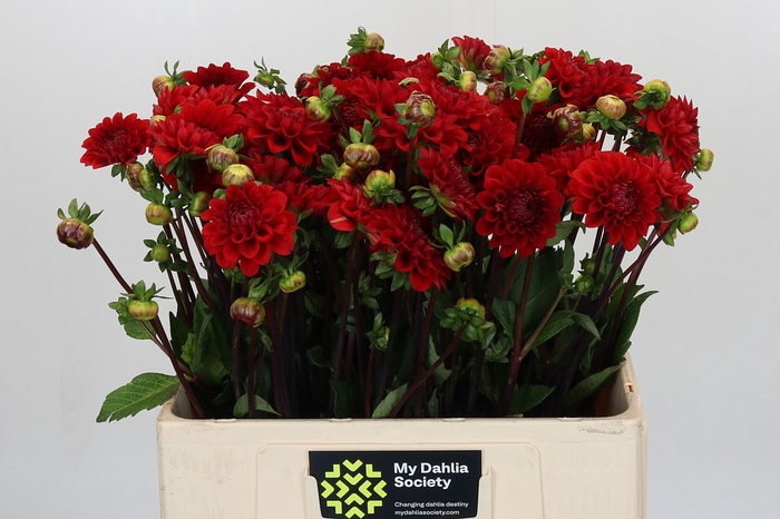 <h4>Dahlia Red Cap</h4>