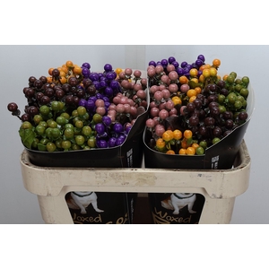 Hypericum Wx Mixed