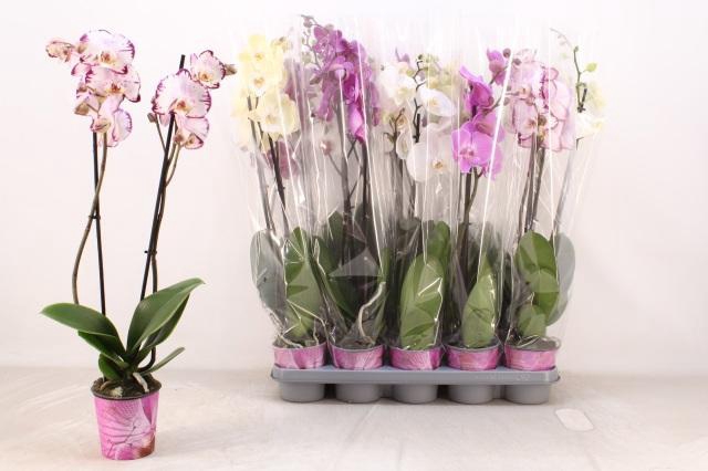 <h4>Phal Gem 5 Kl</h4>