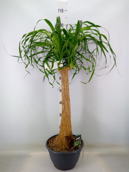 <h4>Beaucarnea recurvata</h4>