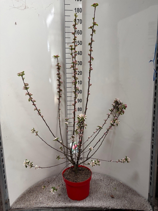 <h4>MALUS RED SENTINEL</h4>