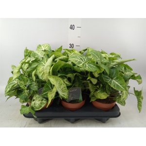 Syngonium  'Arrow'