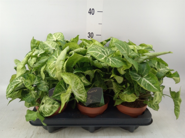 <h4>Syngonium  'Arrow'</h4>