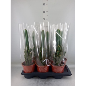 Cereus per. 'Florida'