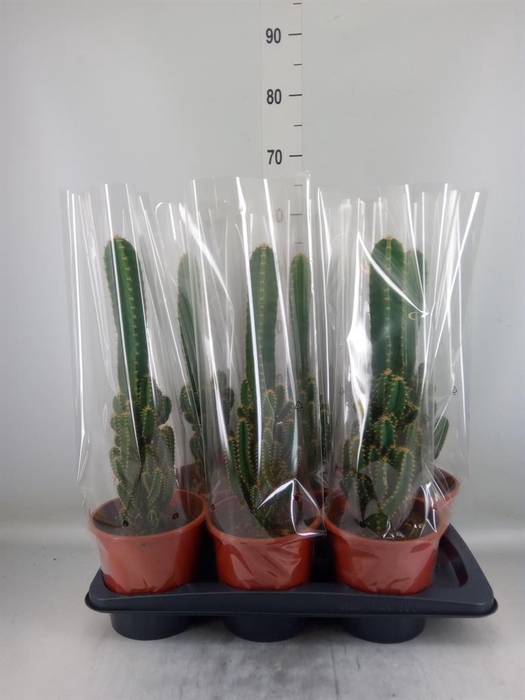 <h4>Cereus per. 'Florida'</h4>