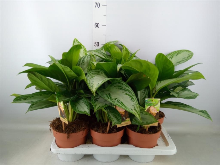 <h4>Aglaonema 'Silver Bay'</h4>