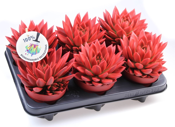 <h4>Echeveria  'Miranda'</h4>