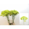 Anethum Graveolens