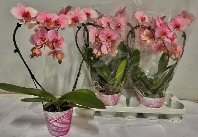 <h4>PHAL OV ROZE</h4>