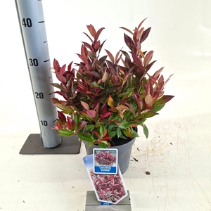 Leucothoe 'Zeblid'
