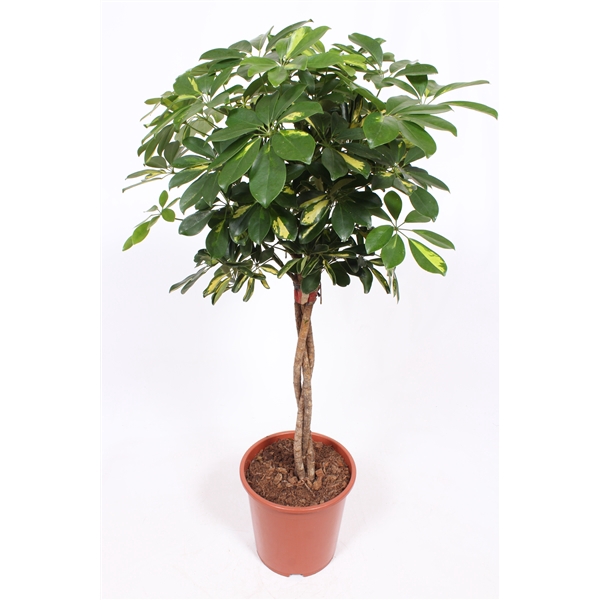 <h4>Schefflera Gold Capella</h4>