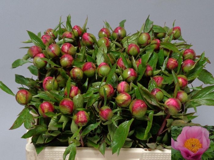 <h4>PAEO ROSELETTE</h4>