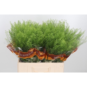 Lepidium Green Bell