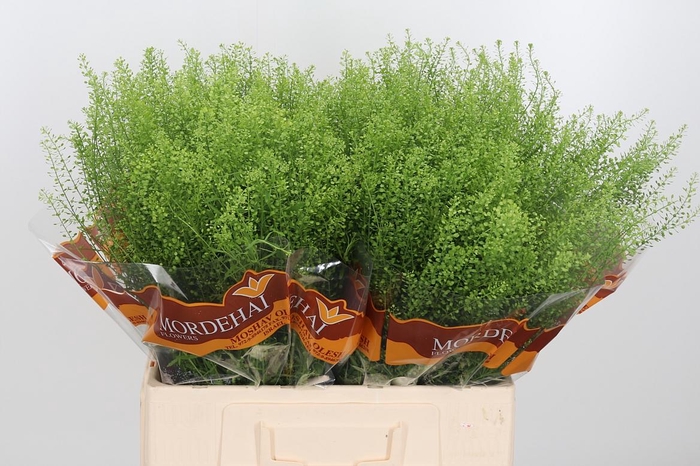 <h4>Lepidium Green Bell</h4>