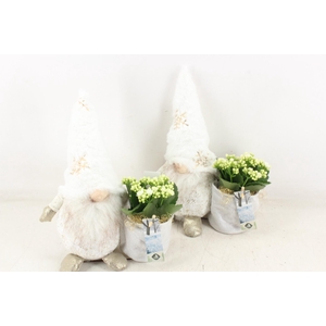 arr2 JS - Gnome white gold